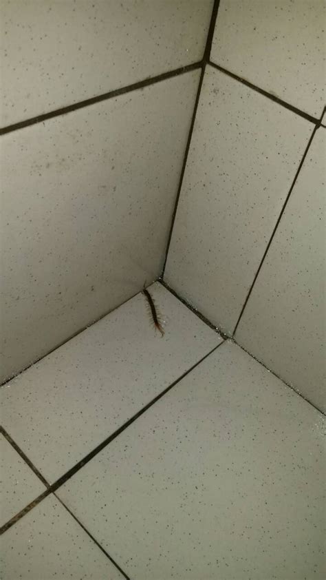 孕 家裡看到蜈蚣